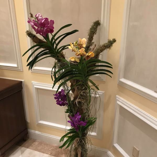 Live Orchid Tree (event)