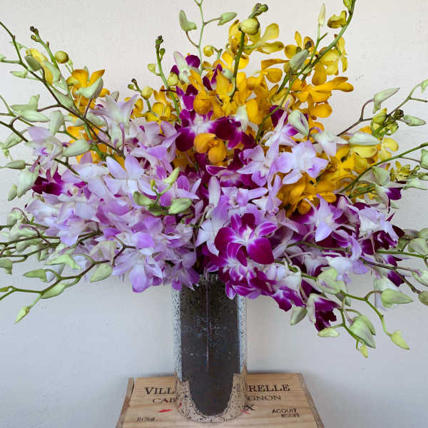Orchid Rainbow