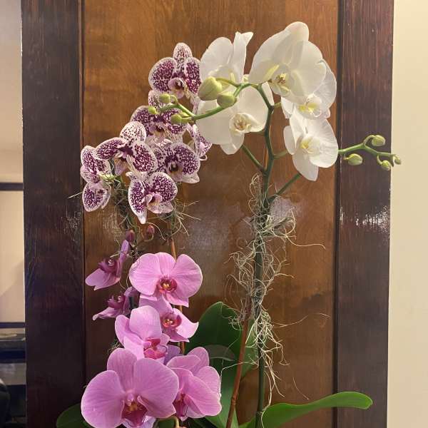 Tall orchid arrangement in a white square planter with pink, purple-speckled, and white blooms