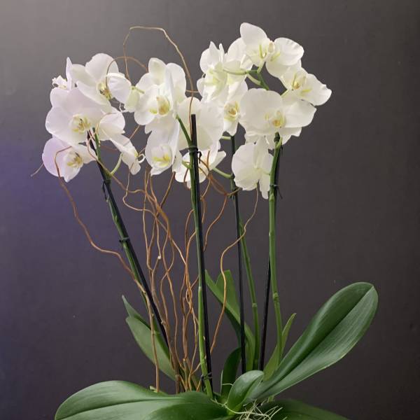 Orchid Plants in Silver
