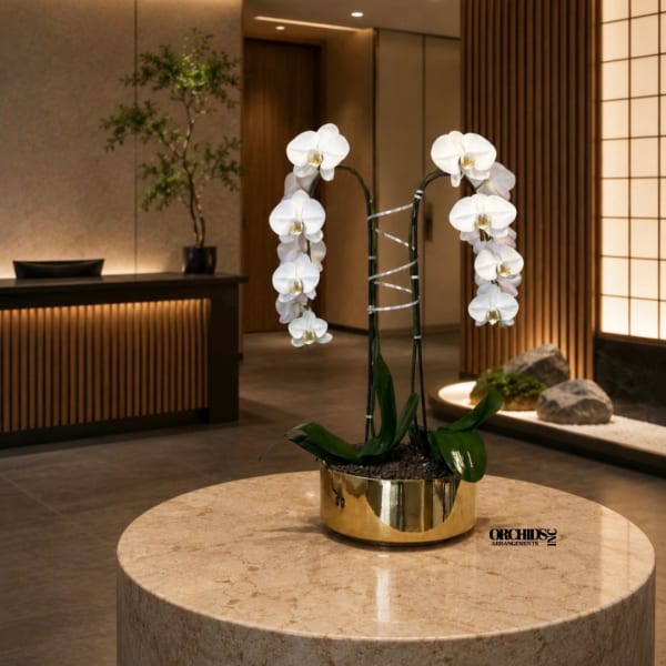 White orchids in a gold pot on a round table