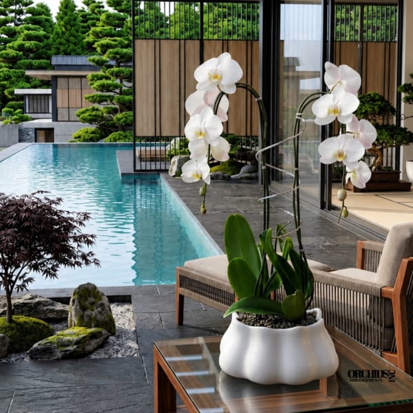 White orchids in a white pot beside a pool
