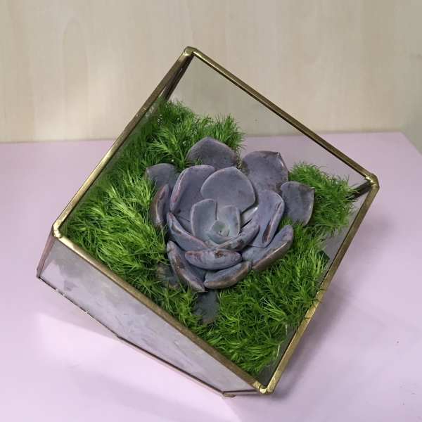 Love Cube ... Solo 5"