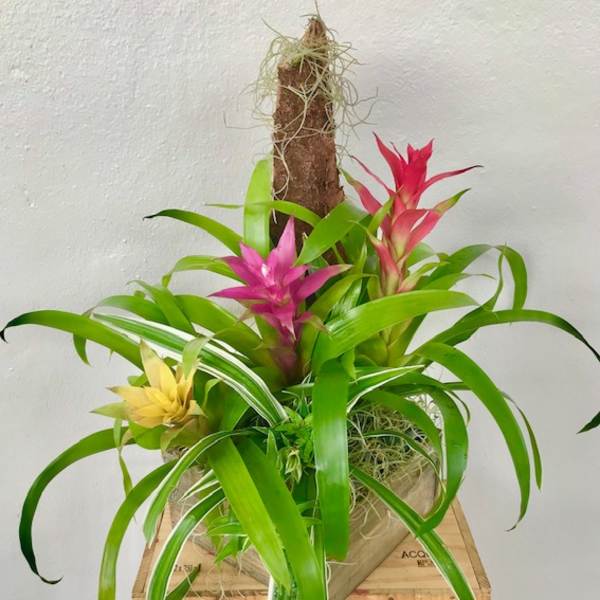 Bromeliad Garden