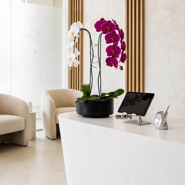 Potted orchid arrangement with white and magenta blooms on a desk
