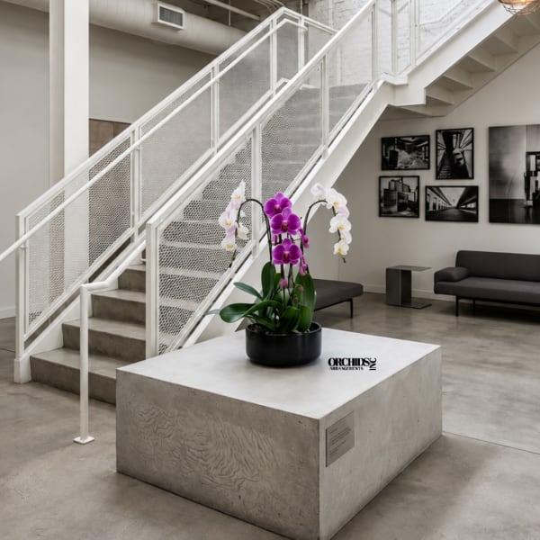 Potted orchids with purple and white blooms on a concrete table