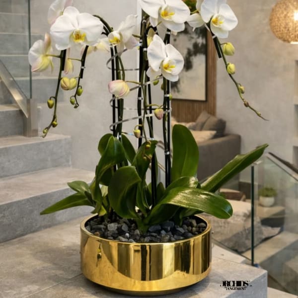 White orchids in a gold planter with dark support stakes