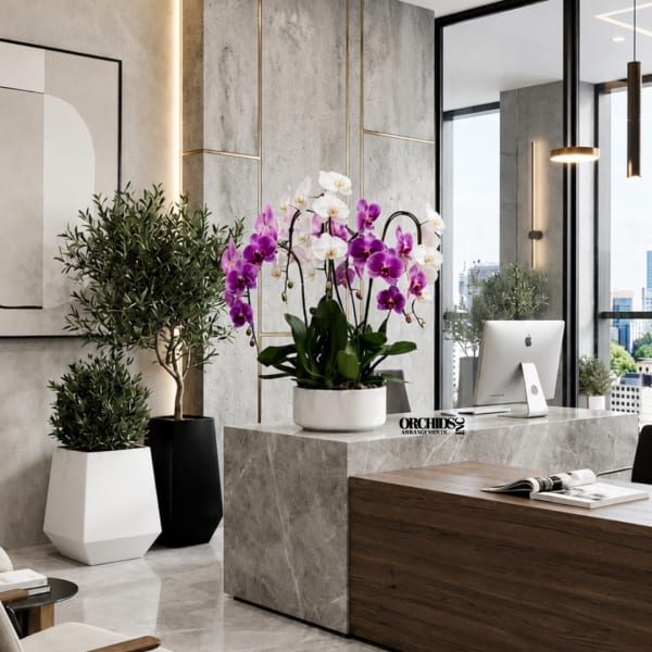 Potted purple and white orchids on a marble desk in a modern office