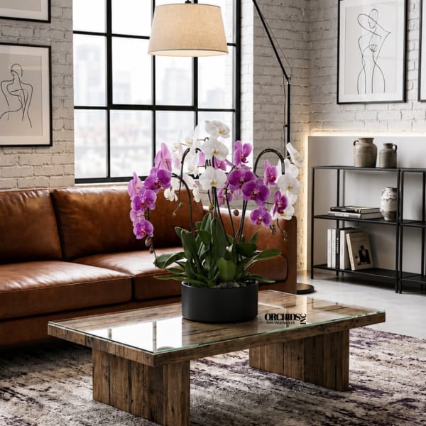 Potted purple and white orchids arranged on a coffee table