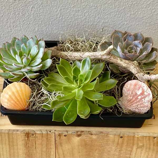 Sea Succulents