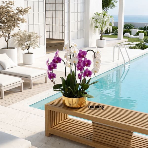 Potted purple and white orchids in a gold container beside a pool
