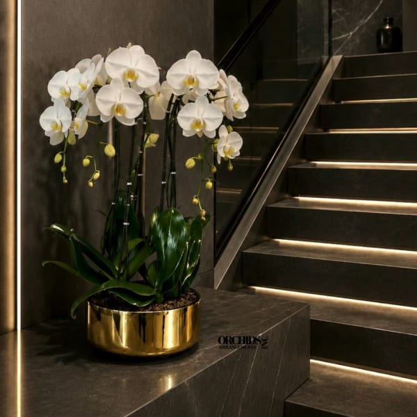 White orchids in a gold bowl planter on a dark stone surface