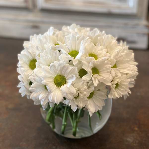 Daisy Lane