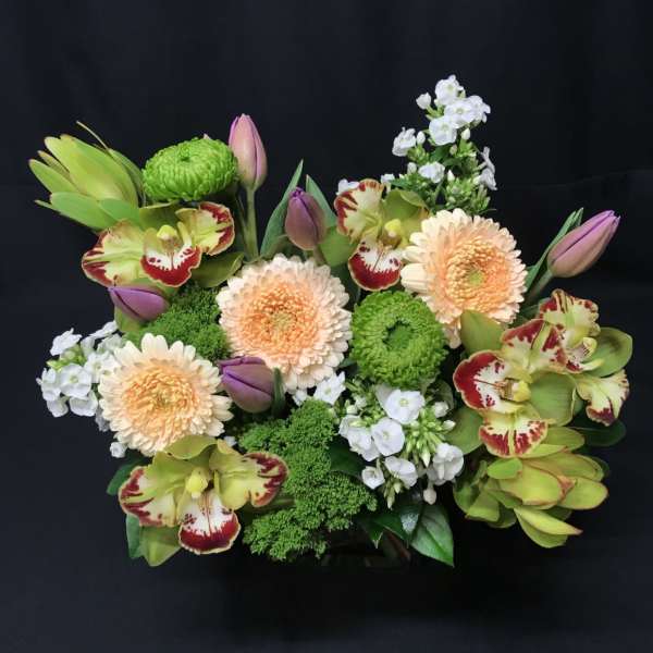 Cymbidium cube 2