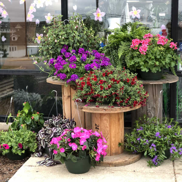 Potted flowering plants arranged on wooden spool tables outside a shop
