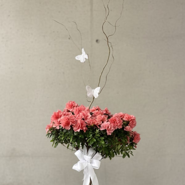 Braided Azalea Tree in Basket
