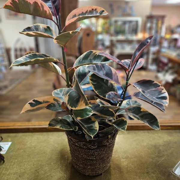Variegated indoor plant with pink and green leaves in a woven basket pot on a counter