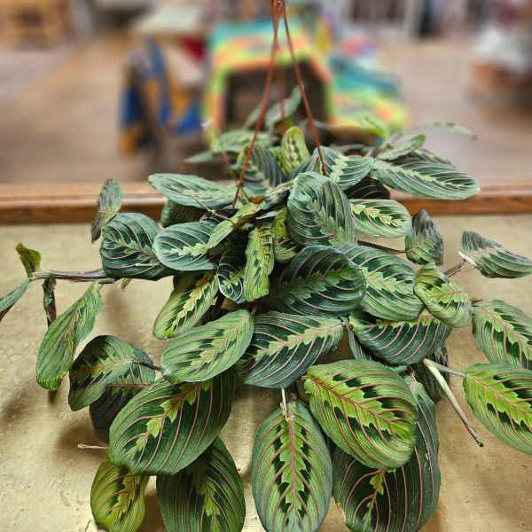 Hanging plant with striped green leaves in a brown hanger