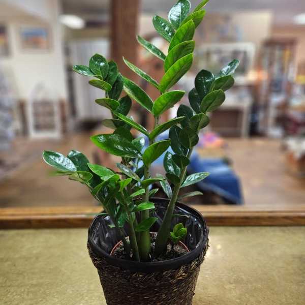 Potted houseplant with upright glossy green leaves in a woven brown container on a counter