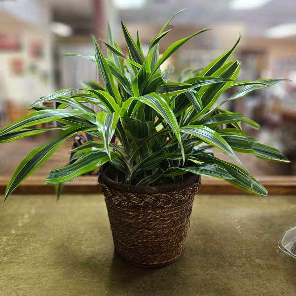 Potted green houseplant in a woven basket planter