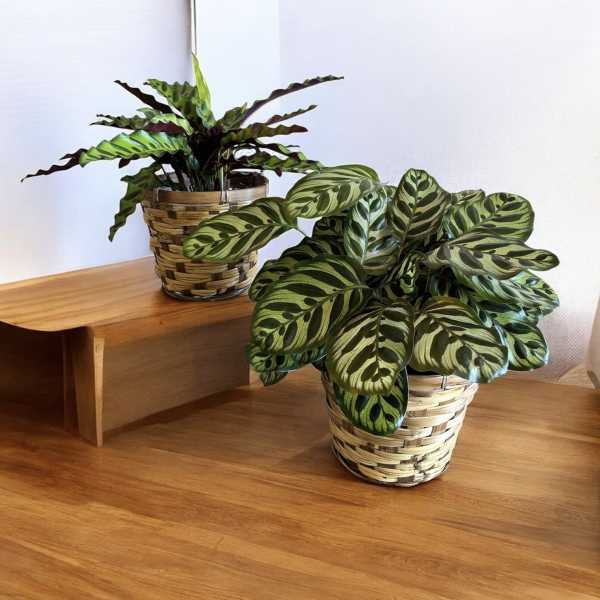 6" Calathea Plant