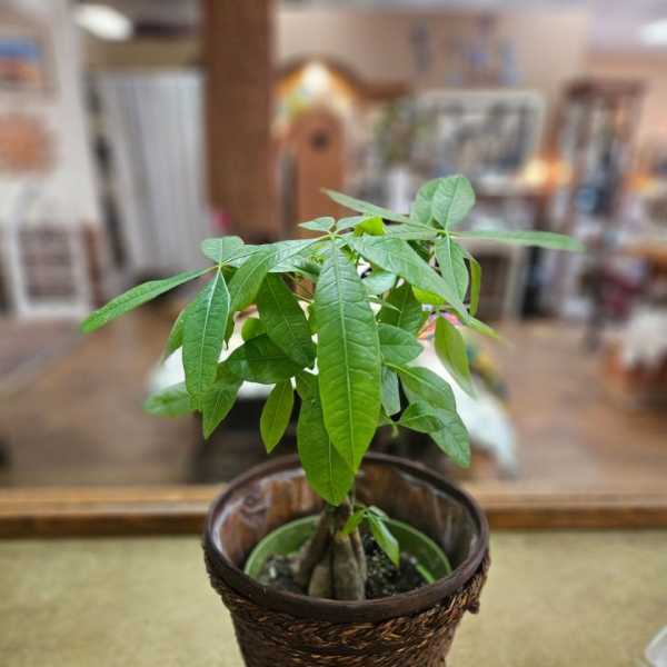 Small potted green houseplant in a woven basket-style container on a table