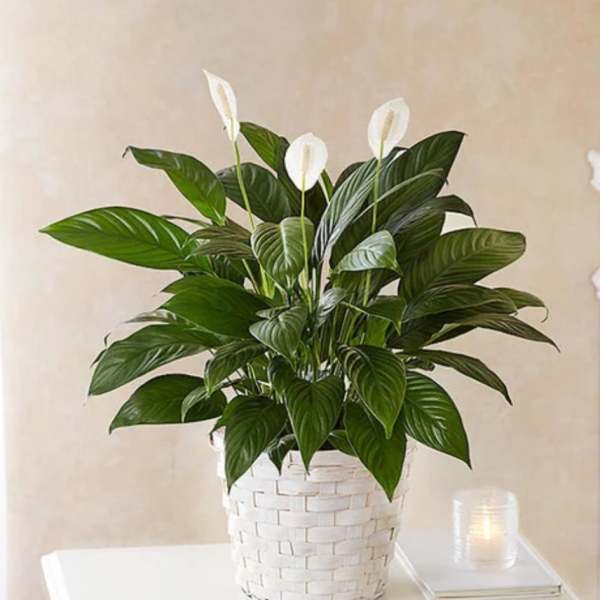 Peace Lily-Six Inch