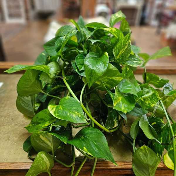 Trailing green pothos houseplant with variegated leaves spread across a tabletop.