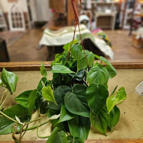 Trailing houseplant with heart-shaped green leaves in a brown hanging pot on a table.