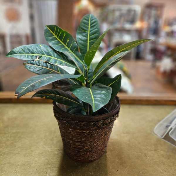 Leafy houseplant with glossy green leaves in a woven pot on a tabletop.