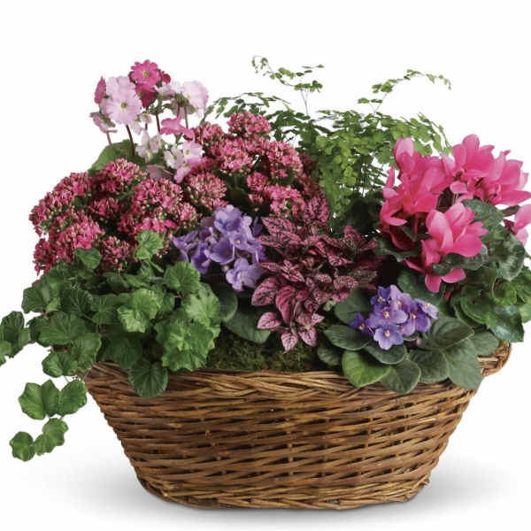 Simply Chic Mixed Plant Basket