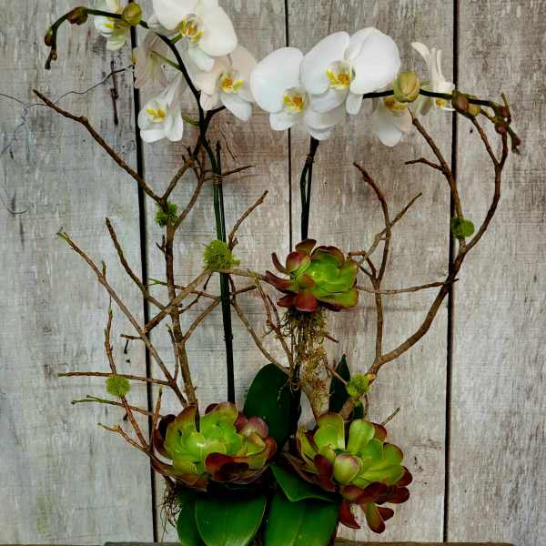 White orchid arrangement with succulents in a woven pot