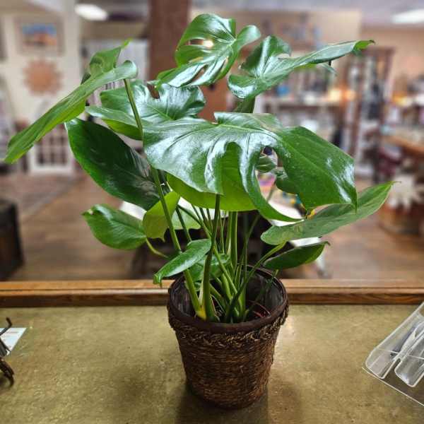 Potted green houseplant with large glossy split leaves in a woven brown basket on a countertop.