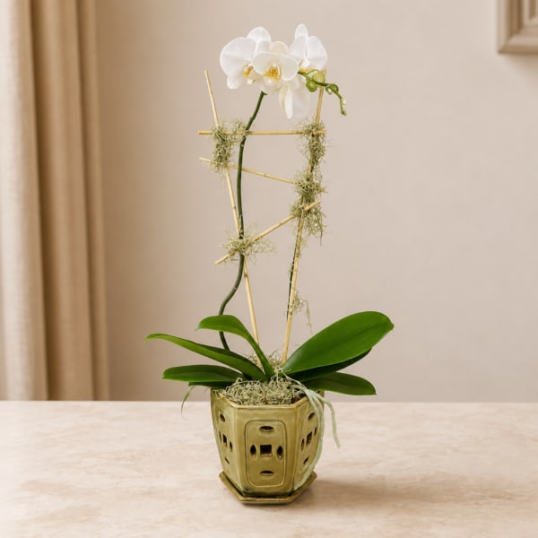White orchid plant in a decorative ceramic pot