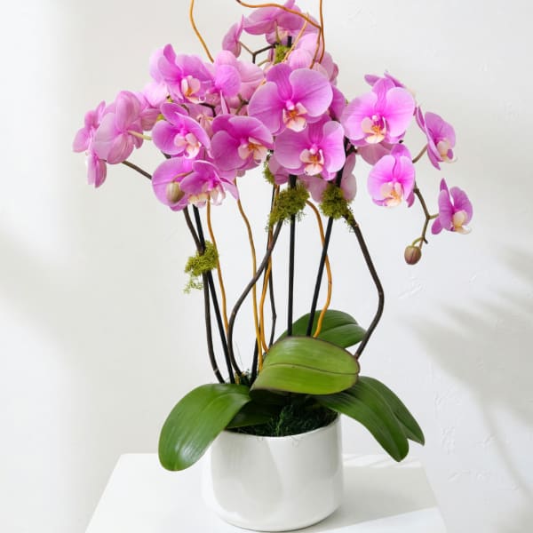 Pink orchids in a white pot with broad green leaves