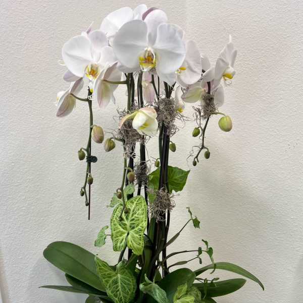 White orchid plant in a white pot with trailing green foliage