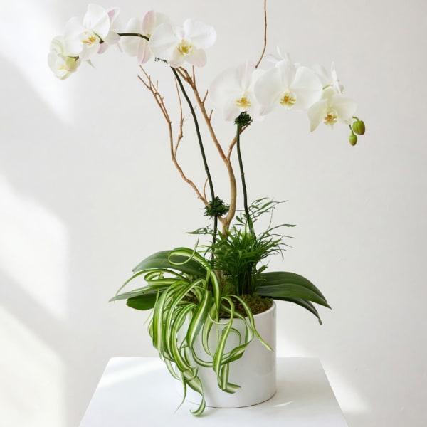 White orchid arrangement in a white cylindrical pot