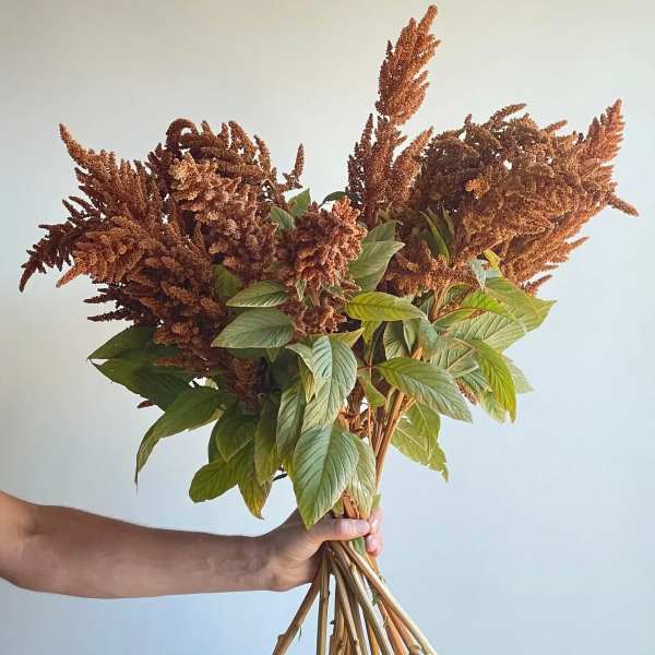 gold amaranthus
