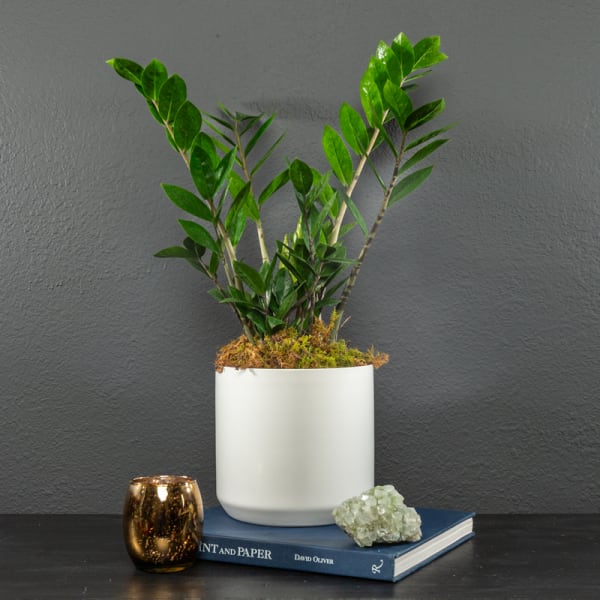 Potted green plant in a white ceramic container with a candle and book nearby