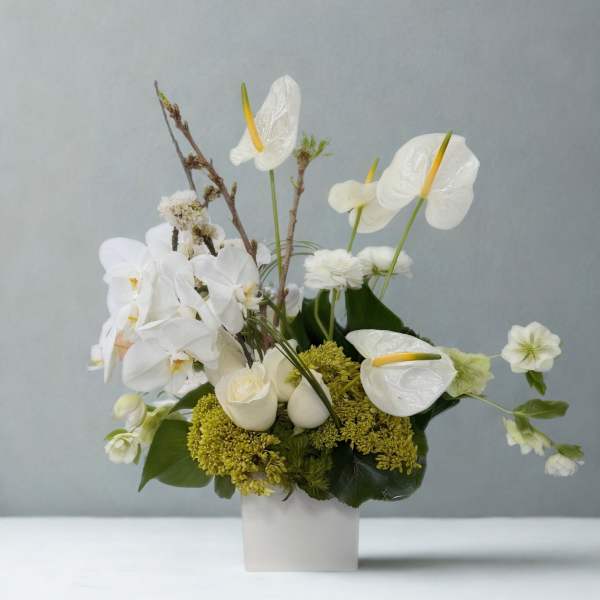 Graceful White