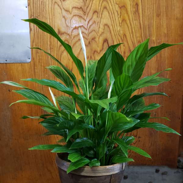 Potted peace lily plant with white blooms in a brown container