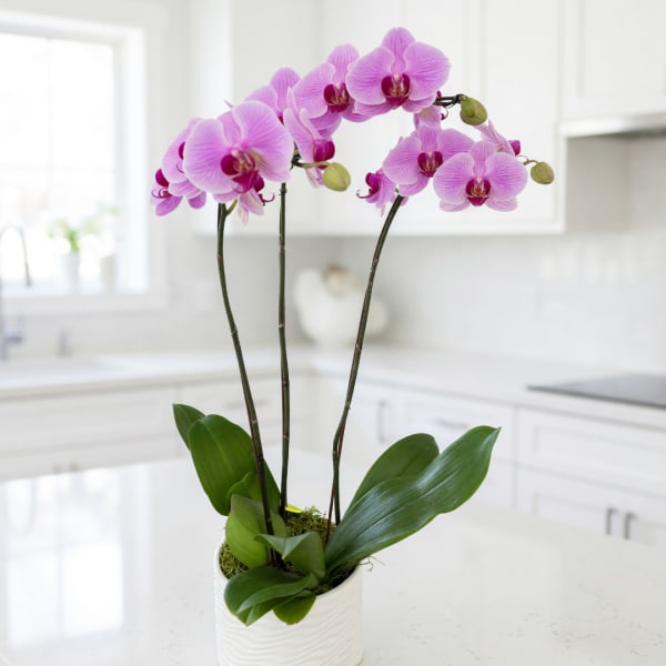 Pink orchids in a white ceramic pot on a kitchen counter