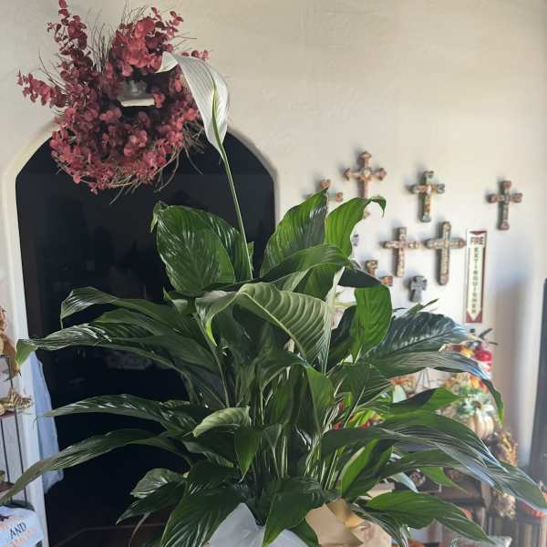 Peace Plant