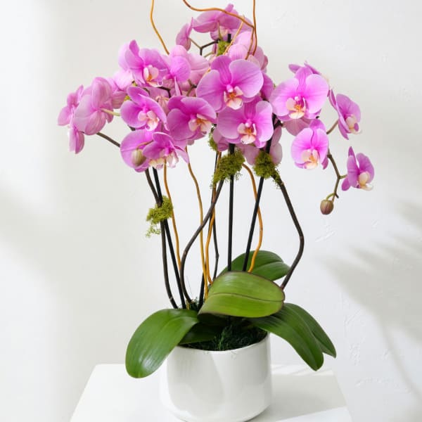 Pink orchids arranged in a white pot with broad green leaves