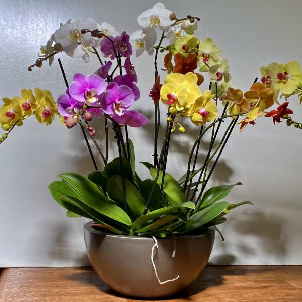 ORCHIDS PLANTS IN A VASE