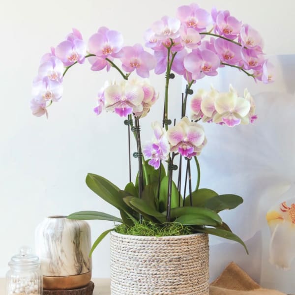 Pink and white orchids in a woven basket planter