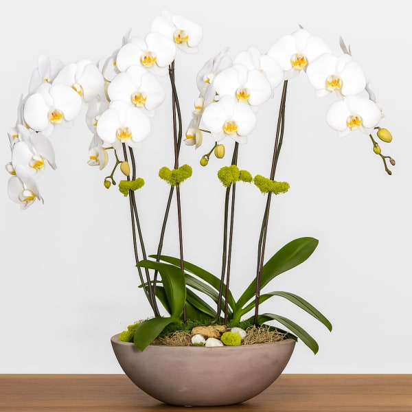White orchid arrangement in a shallow bowl planter