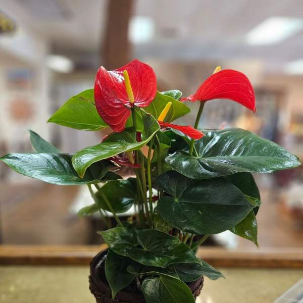 Potted anthurium plant with red blooms and glossy dark green leaves in a woven basket container