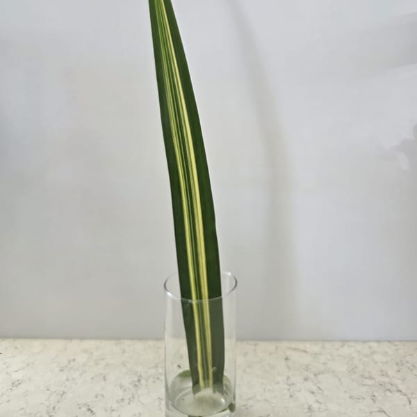 Single variegated green leaf in a clear glass vase