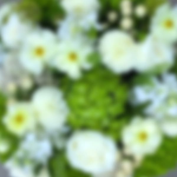 Blurred white flowers with yellow centers and green foliage